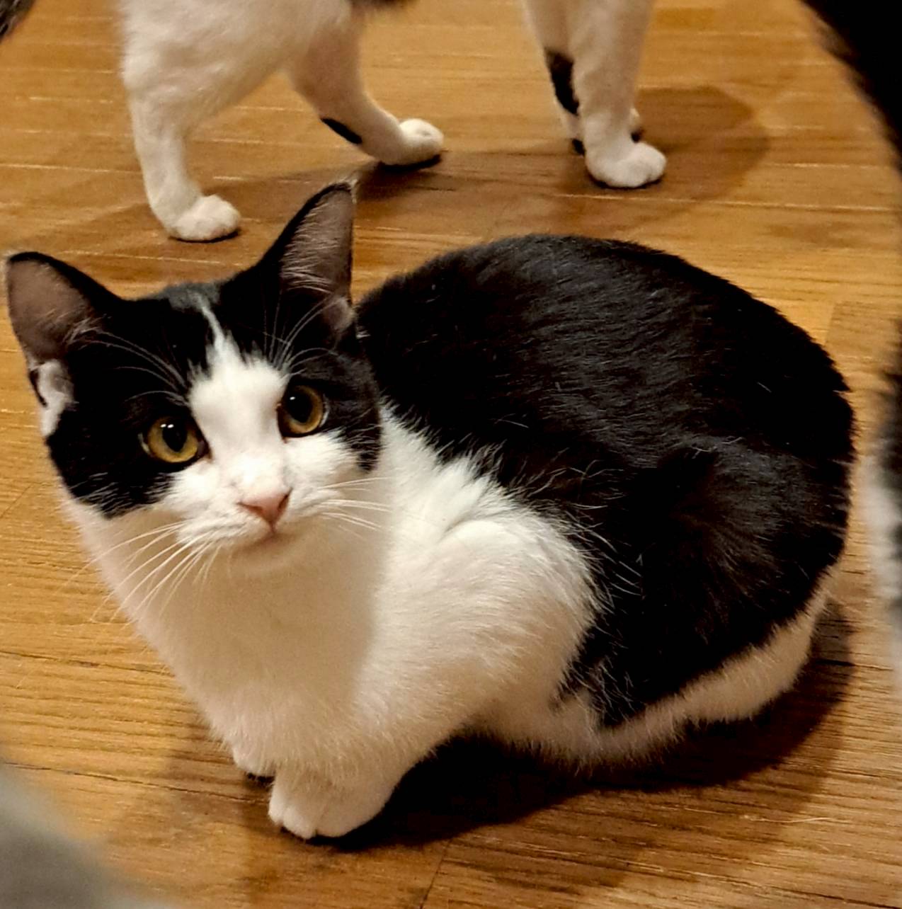 農機具小屋で生まれた れんくん