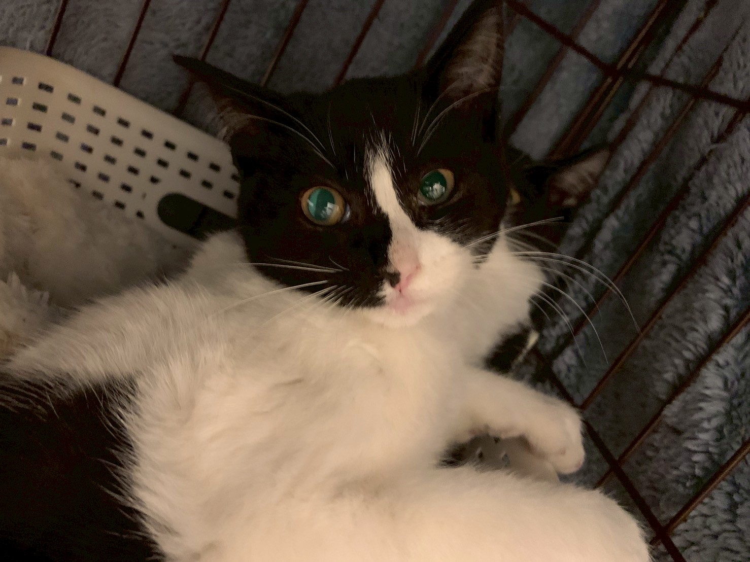 仲良し兄妹の杏ちゃん