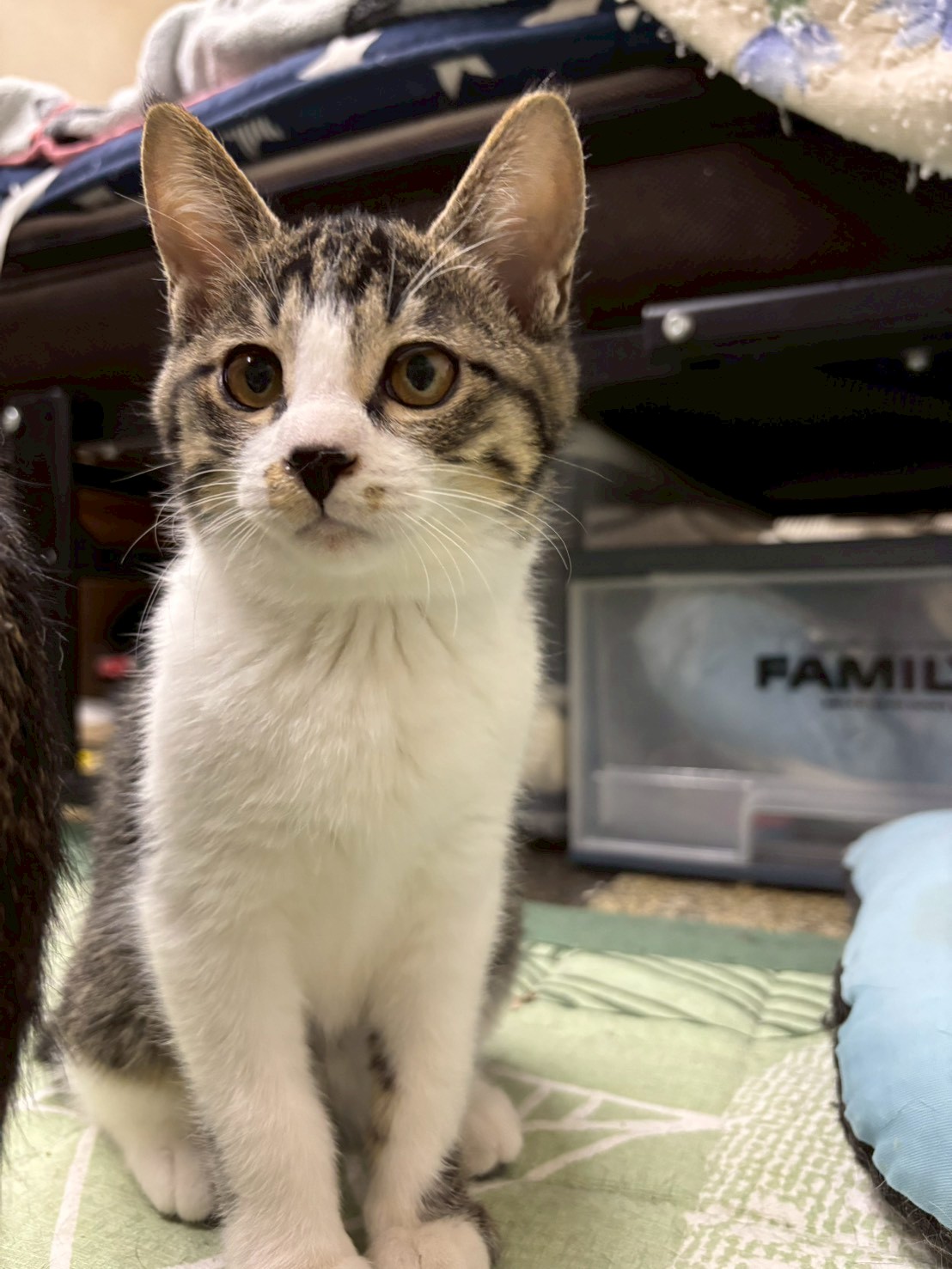 遊ぶの大好き♡ジジちゃん