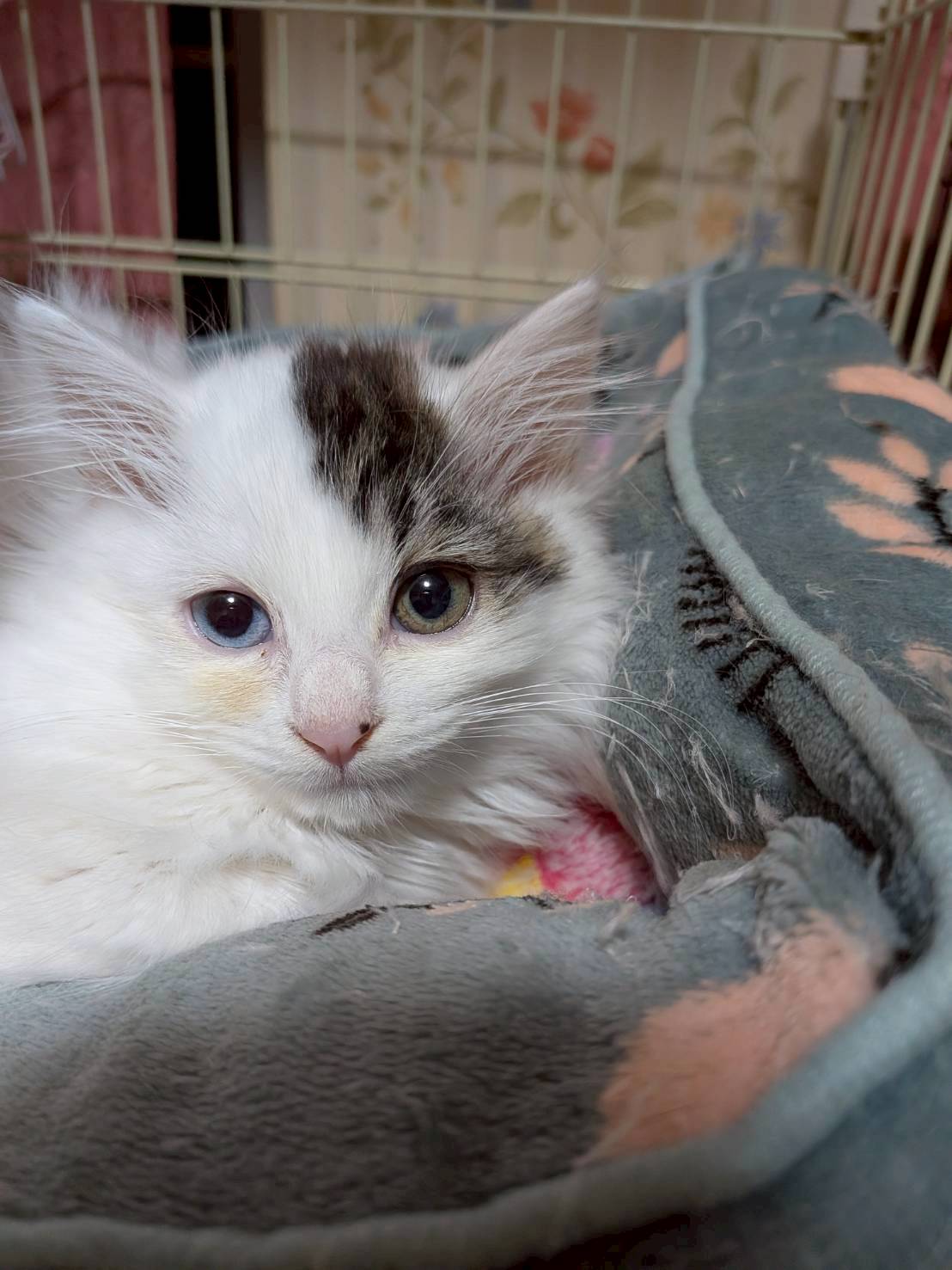 オッドアイ×長毛のおもちちゃん