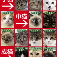 子猫数匹参加予定★みよし市