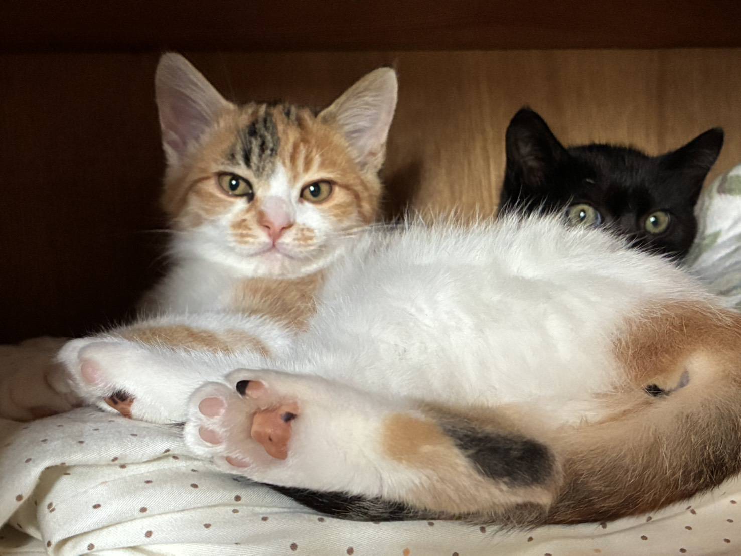 ⭐️1月11日開催⭐️大阪府堺市⭐️ミルキー　三毛⭐️3ヶ月の女の子