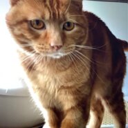 ⭐️1月11日開催⭐️大阪府堺市⭐️ヨっちゃん♂ 茶トラ⭐️4歳の男の子