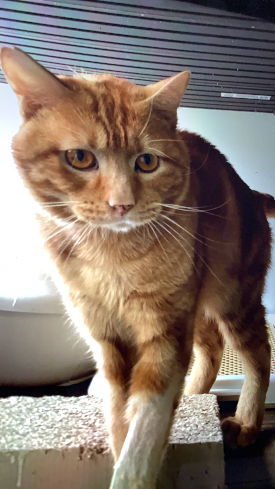 ⭐️1月11日開催⭐️大阪府堺市⭐️ヨっちゃん♂ 茶トラ⭐️4歳の男の子