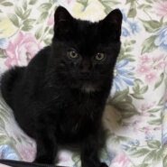 ⭐️1月11日開催⭐️大阪府堺市⭐️ココア　黒⭐️3ヶ月の男の子