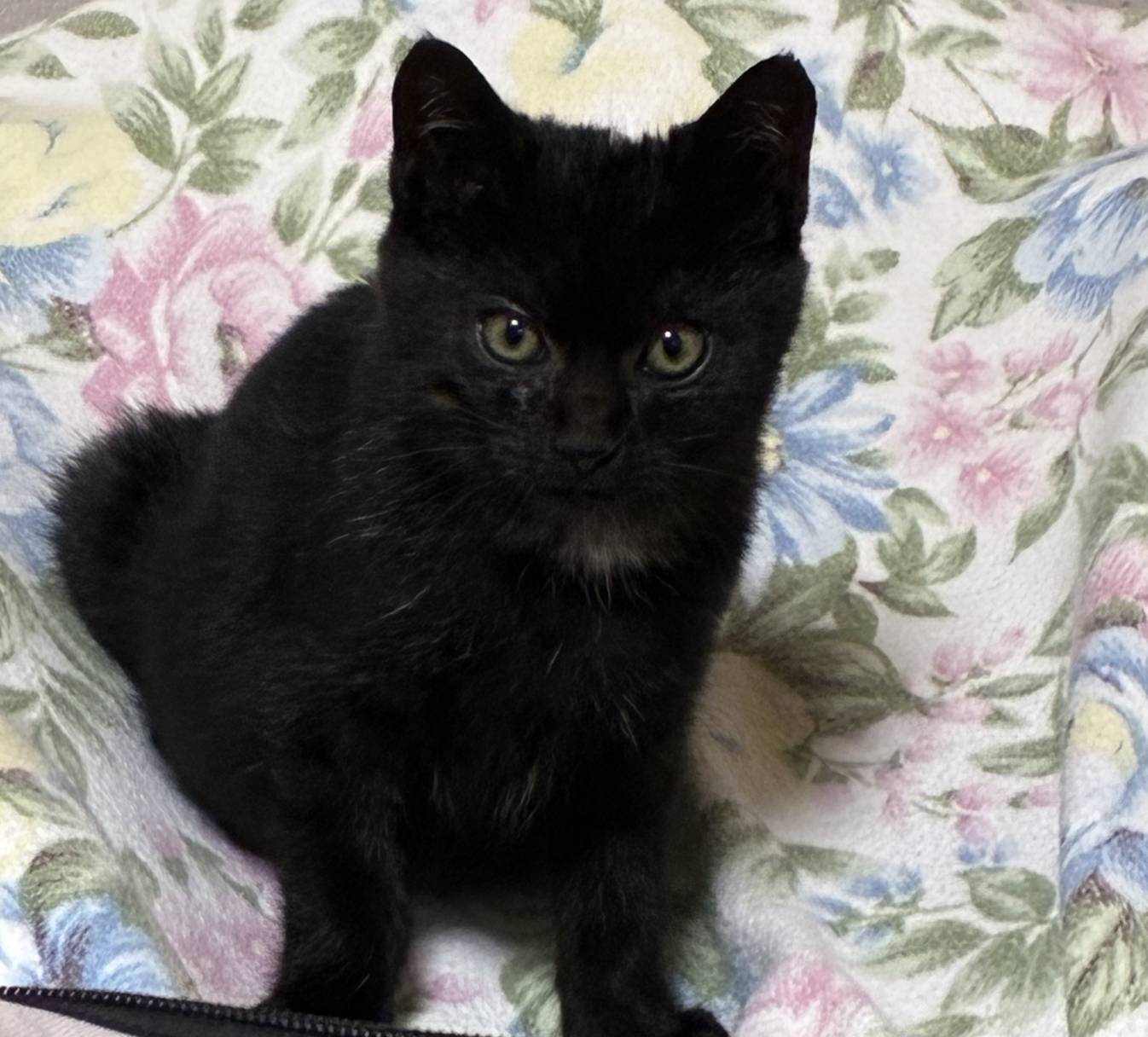 ⭐️1月11日開催⭐️大阪府堺市⭐️ココア　黒⭐️3ヶ月の男の子