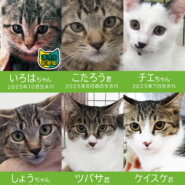 2026初子猫★みよし市