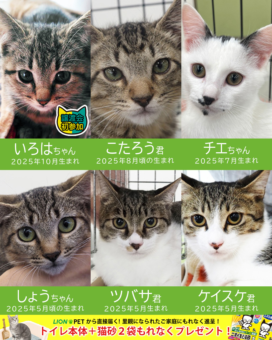 2026初子猫★みよし市