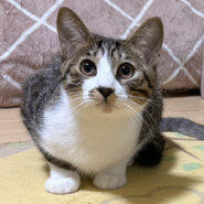 多頭向き！ ちびっこ織田信長『殿』５カ月