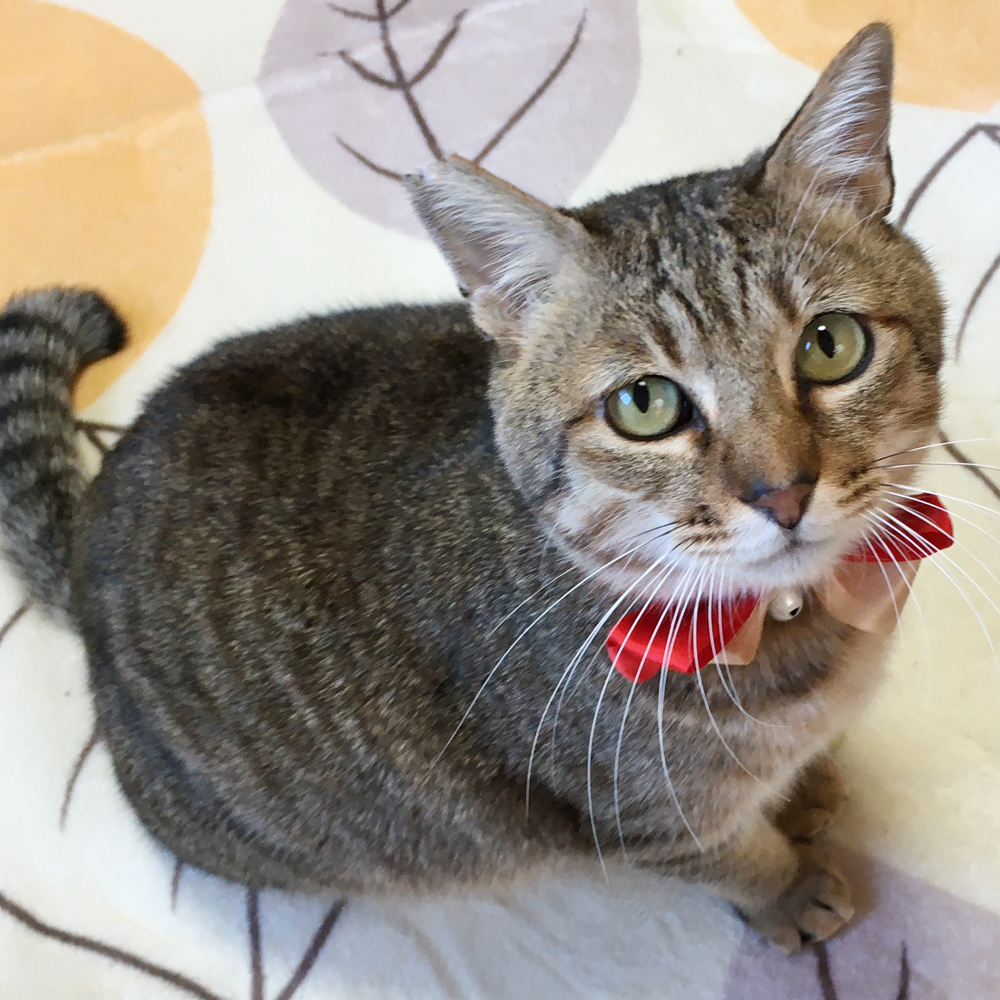 ちびむちっ！まんまるタヌキ顔『ぽんちゃん』２歳