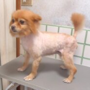 ポメラニアン　女の子　🎅