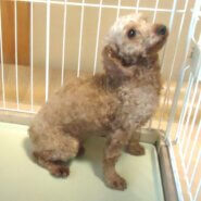 急募）大人しい　プードル　女の子💖