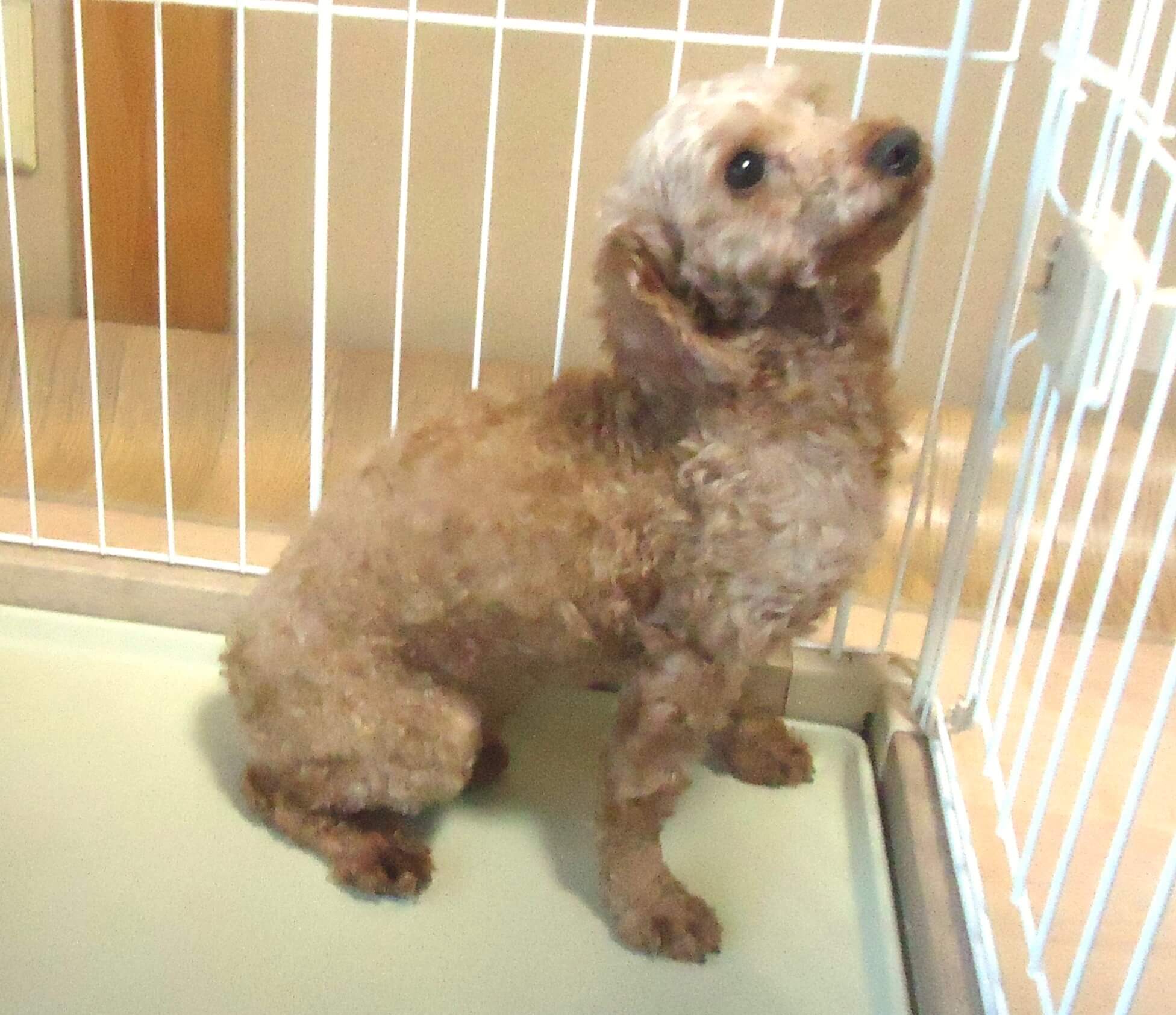 急募)大人しい プードル 女の子💖