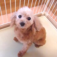 プードル 女の子