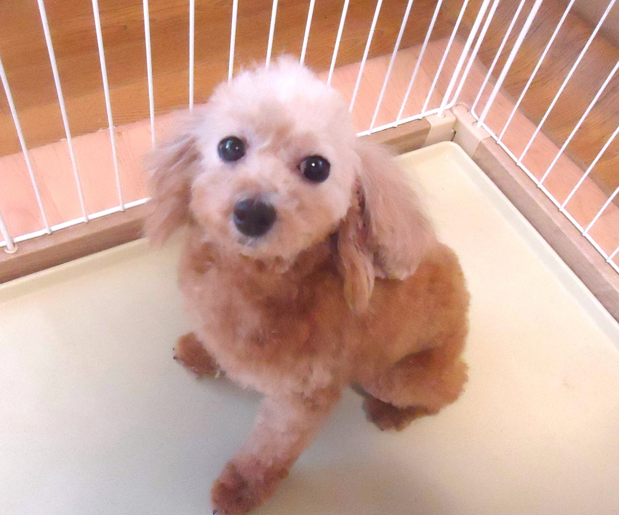 プードル 女の子