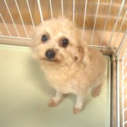 プードル　女の子