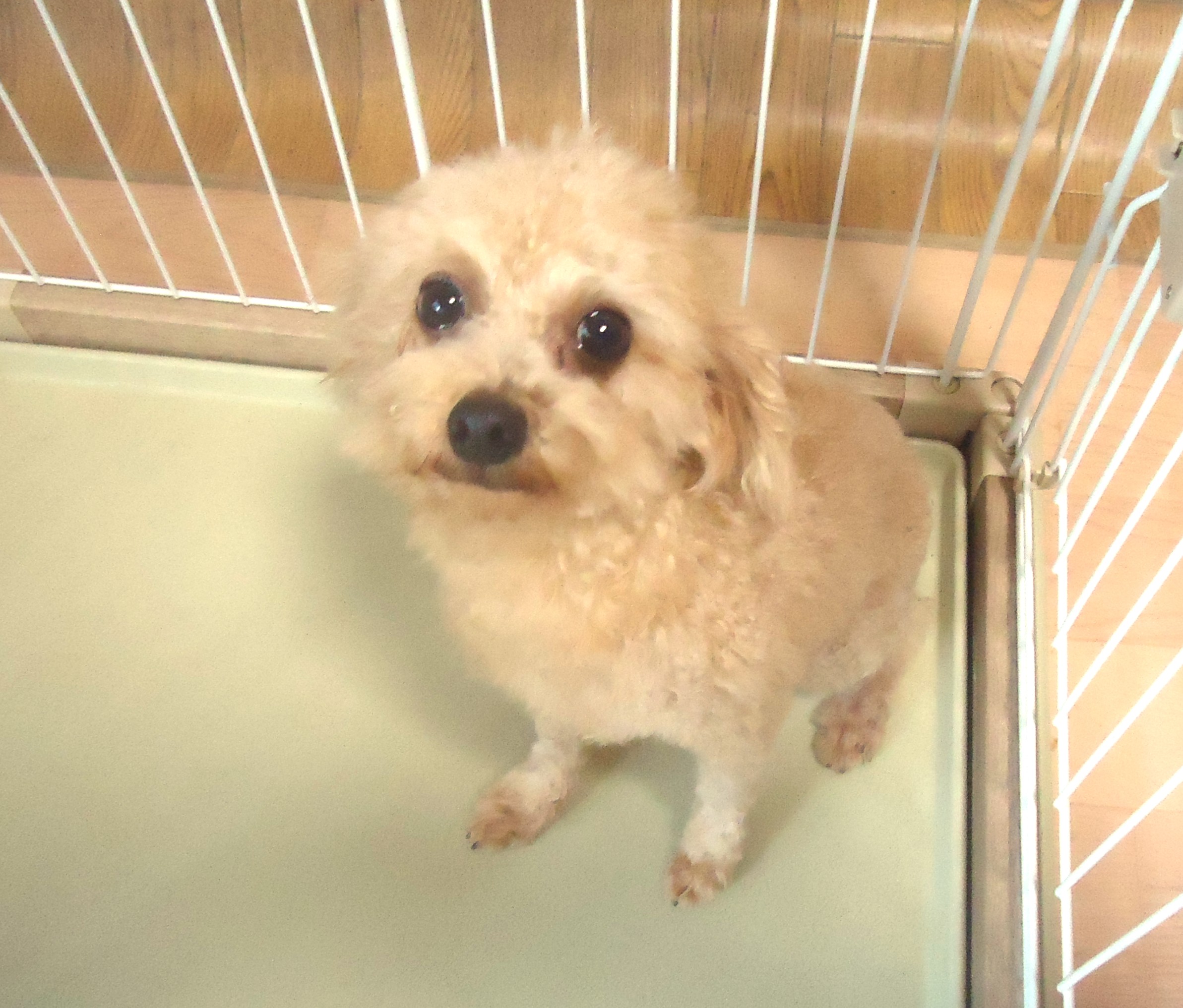 プードル 女の子