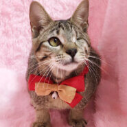 片目ハンデ!わんぱく元気いっぱい『福丸』6カ月