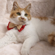 ふわふわ!ぬいぐるみみたい『きなこ君』5カ月