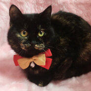 丸顔モフモフ!おっとり甘えん坊『くずもち』5カ月