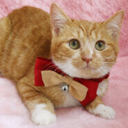 ずっと抱っこ♪ぬいぐるみみたい『ちゃまる』3カ月