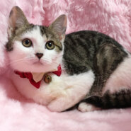 まるコロ姉妹♪キジ白のハチワレ『コロちゃん』4カ月