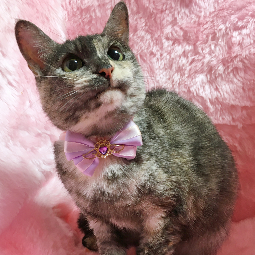 パステルカラーのサビ猫『モカちゃん』2歳