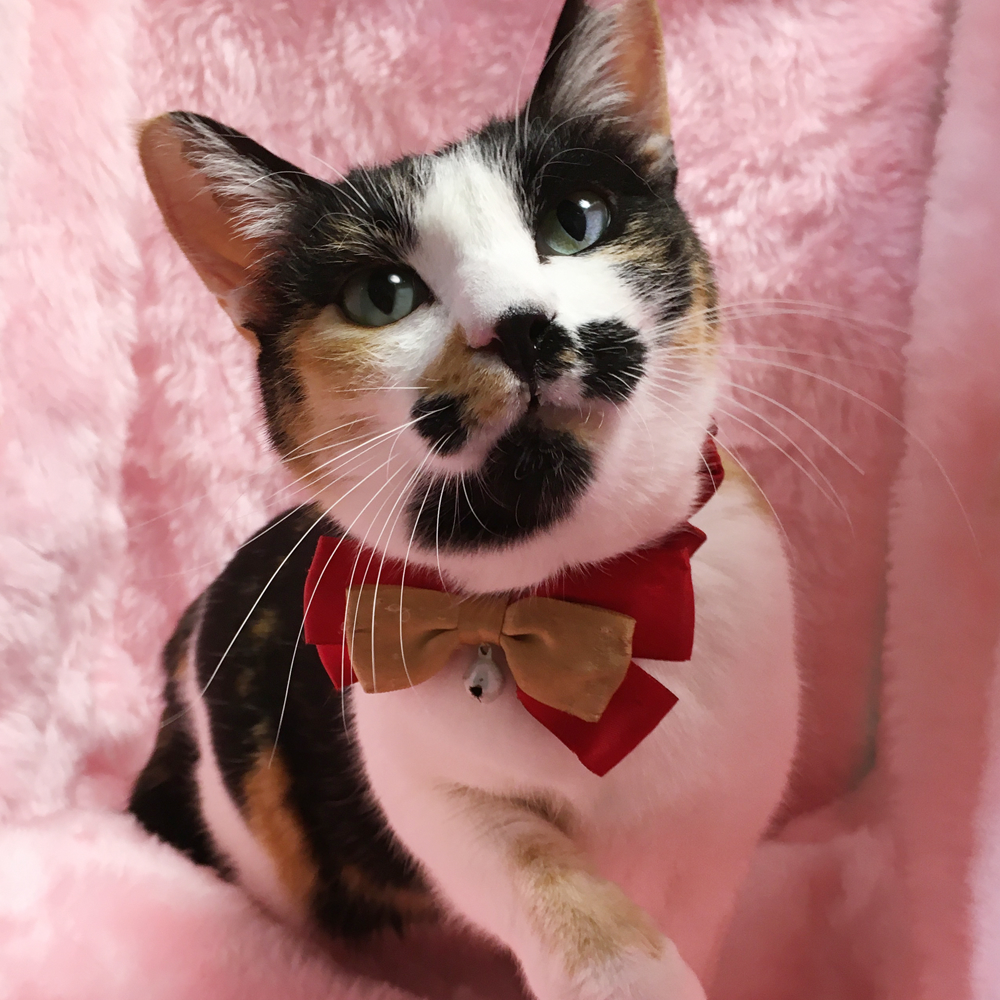 個性派三毛！ツンデレ『コミケ』３歳