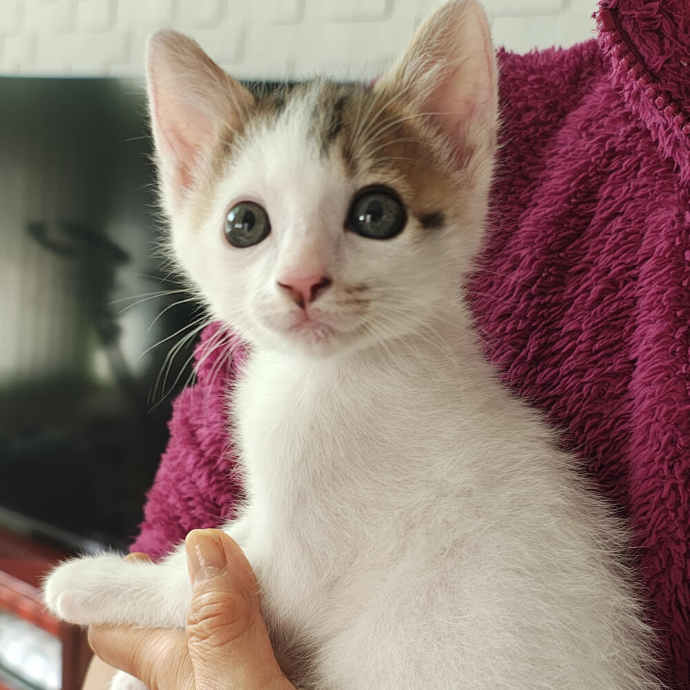 人間がママです❤わんぱく甘えん坊『まめ』2ヶ月半