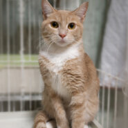 ミルクティーの美猫『ラテちゃん』6カ月