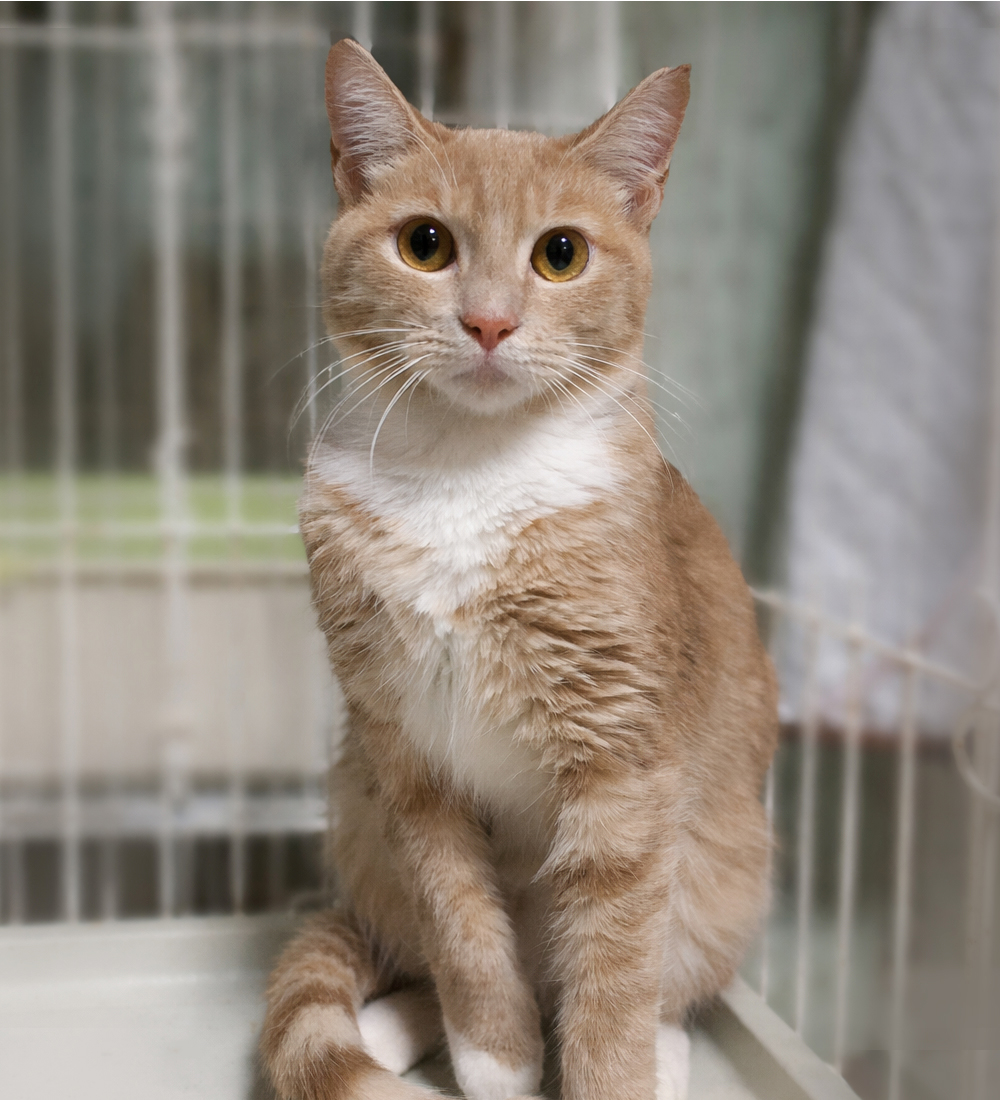 ミルクティーの美猫『ラテちゃん』6カ月