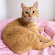 超なれなれ！犬みたいに人なつっこい『ポンポン』３歳