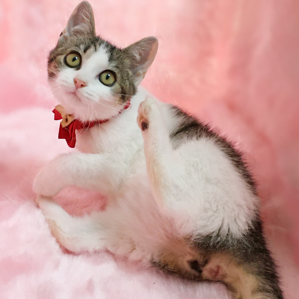 丸顔コロコロ甘えん坊『コロンちゃん』生後3カ月