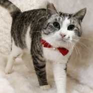 おっとり癒し系♪サバ白の美男子『雪丸くん』2歳