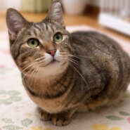 まんまる!どっしりキジトラ女子『ドラミちゃん』3歳