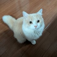 ラガマフィン　1歳　成猫　(男の子)