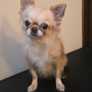 チワワの女の子♀️エミリーちゃん