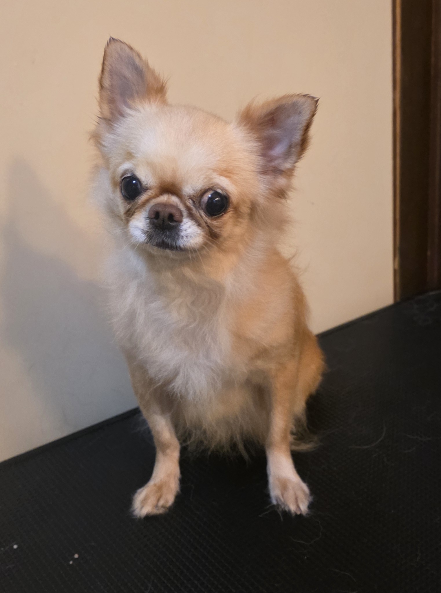 チワワの女の子♀️エミリーちゃん