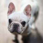 フレンチブルドックの女の子♀️シロちゃん