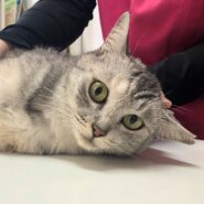 時間がありません！どなたか家族に迎えてくださりませんか