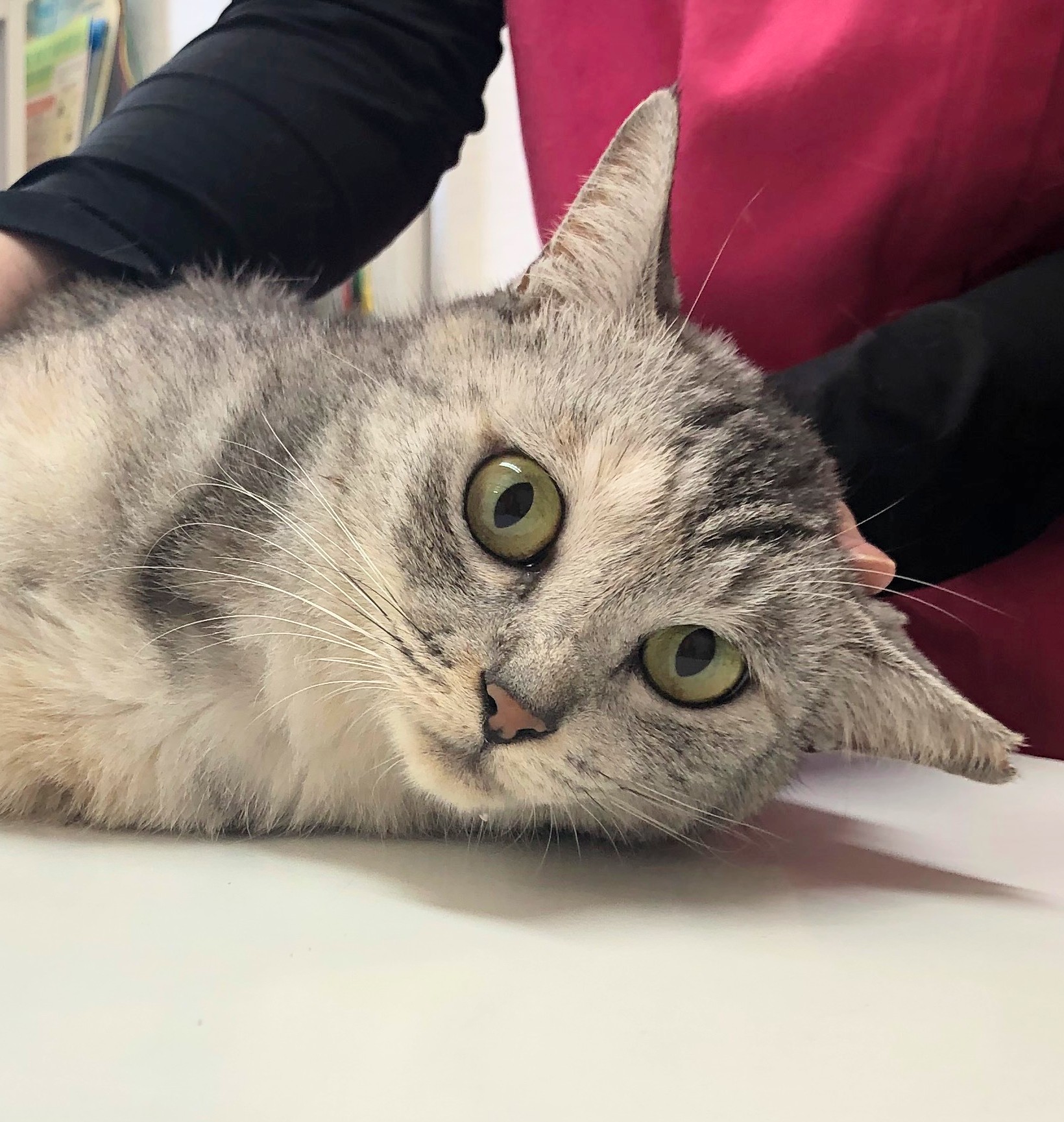 時間がありません!どなたか家族に迎えてくださりませんか