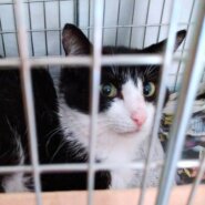 時間がありません！どなたか家族に迎えてくださりませんか