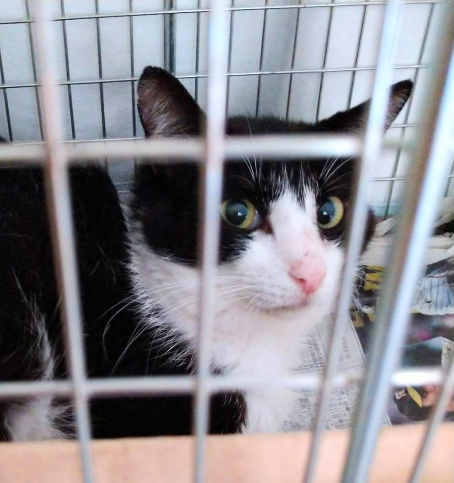 時間がありません!どなたか家族に迎えてくださりませんか