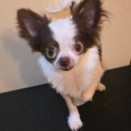 チワワ(チョコちゃん)♂️7ヵ月