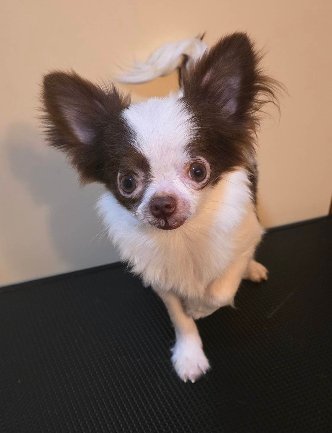 チワワ(チョコちゃん)♂️7ヵ月