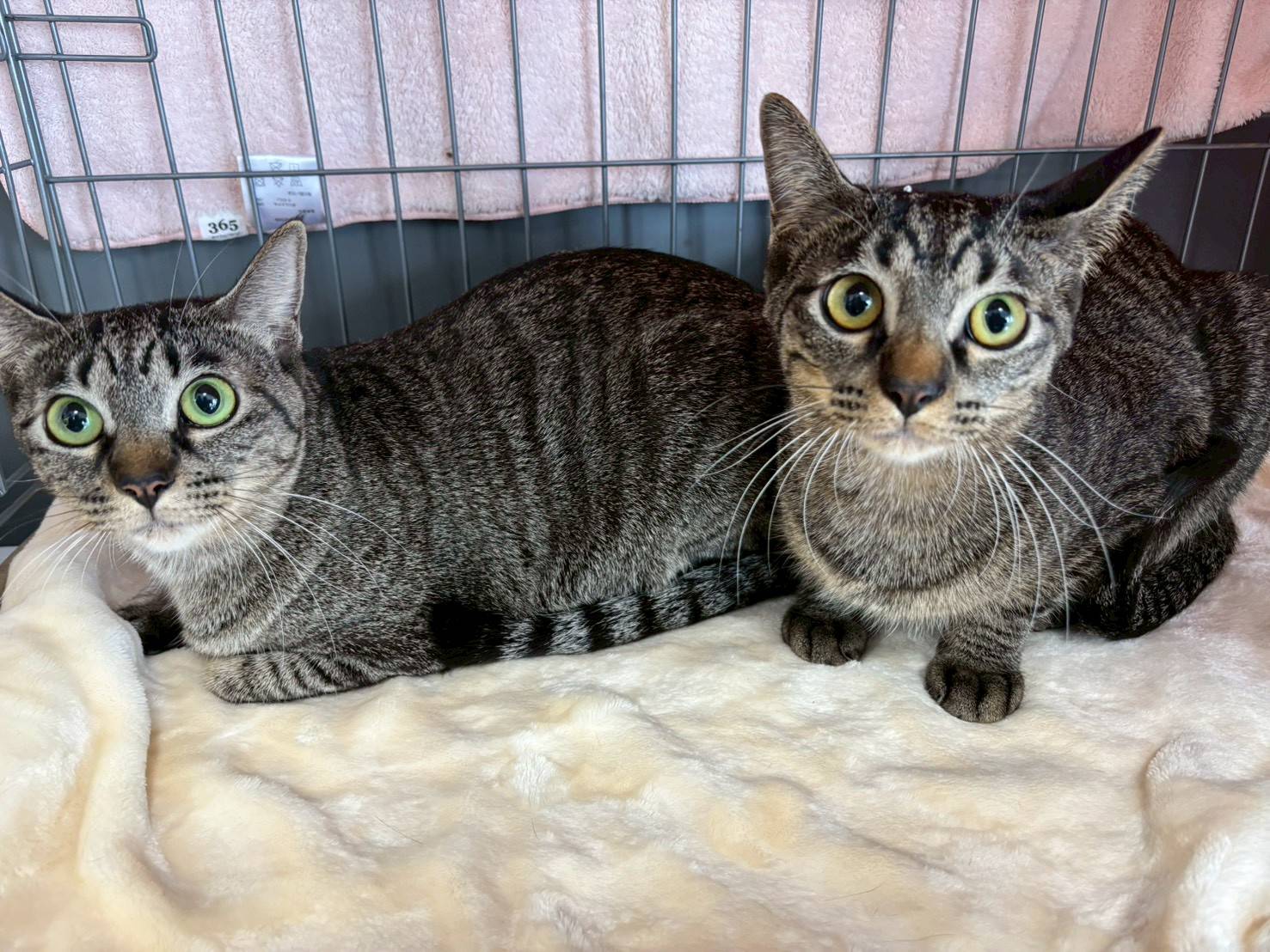 in春日井市☆初ねこ☆保護猫達を暖かいオウチに迎えよう☆2026年1月17日（土）～ 非営利団体「ちーむ にゃいんず」