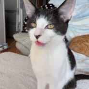 in江南市☆初ねこ☆2026年1月25日（日）～ 非営利団体「ちーむ にゃいんず」