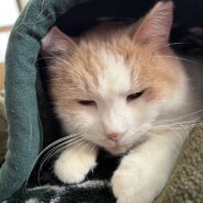 in春日井市☆猫は内☆保護猫達を暖かいオウチに迎えよう☆2026年1月31日(土)~ 非営利団体「ちーむ にゃいんず」