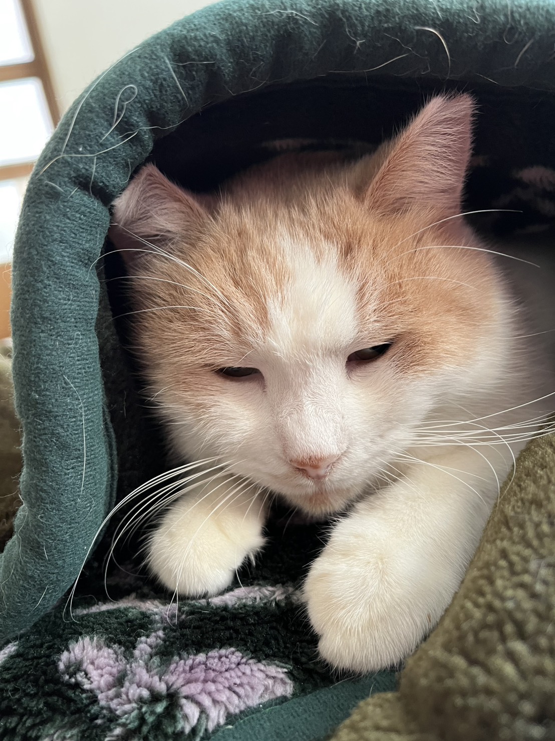 in春日井市☆猫は内☆保護猫達を暖かいオウチに迎えよう☆2026年1月31日(土)~ 非営利団体「ちーむ にゃいんず」