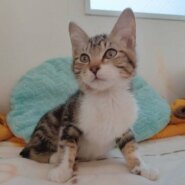 ⭐️1月11日開催⭐️大阪府堺市⭐️プリン⭐️2ヶ月の女の子